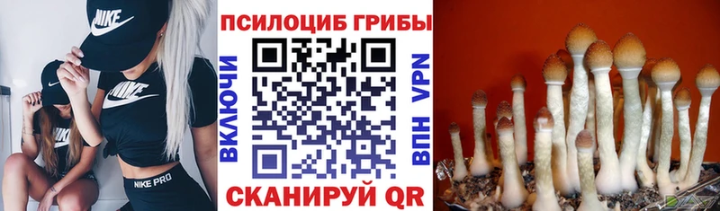 mega маркетплейс  Баксан  Галлюциногенные грибы Cubensis 